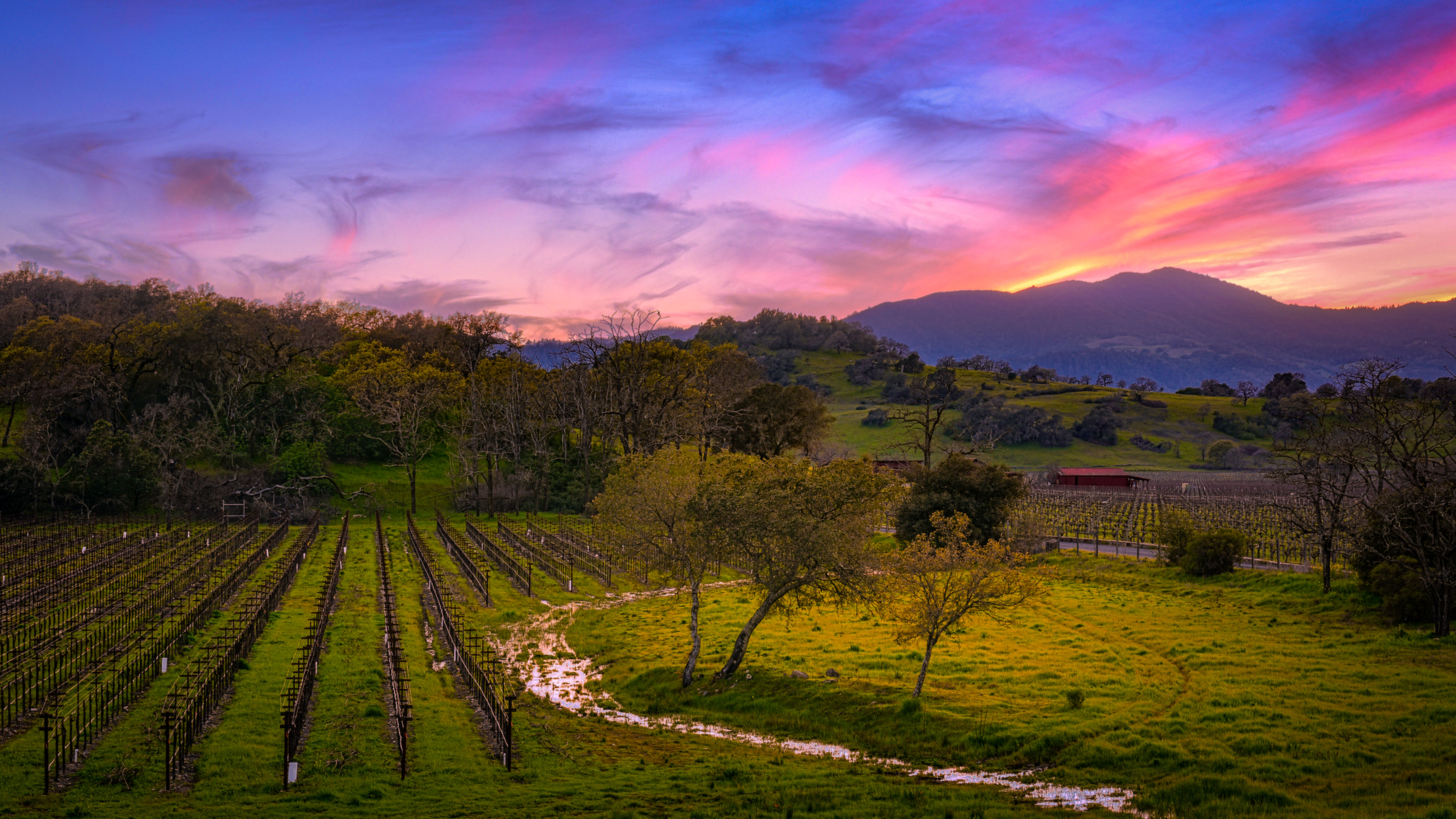Springtime Along the Silverado Trail