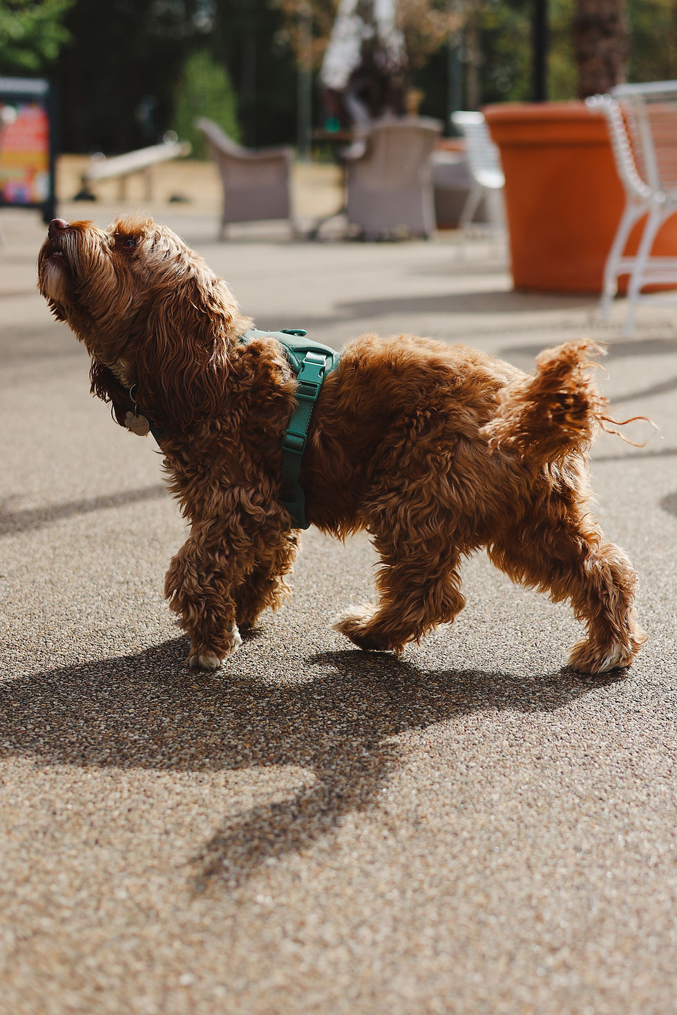 Coco no.4.jpg