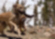 Dog%202_edited.jpg