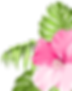 fleur exotique