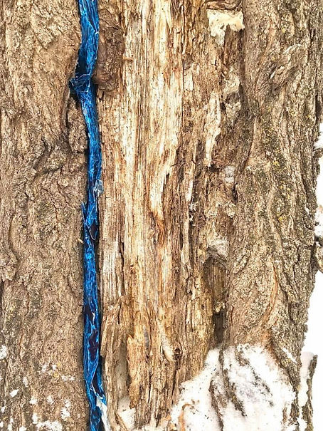 Dominique pottier fissure sur bois.jpg