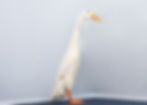 Reserve Champion Waterfowl Of Show By G Robinson