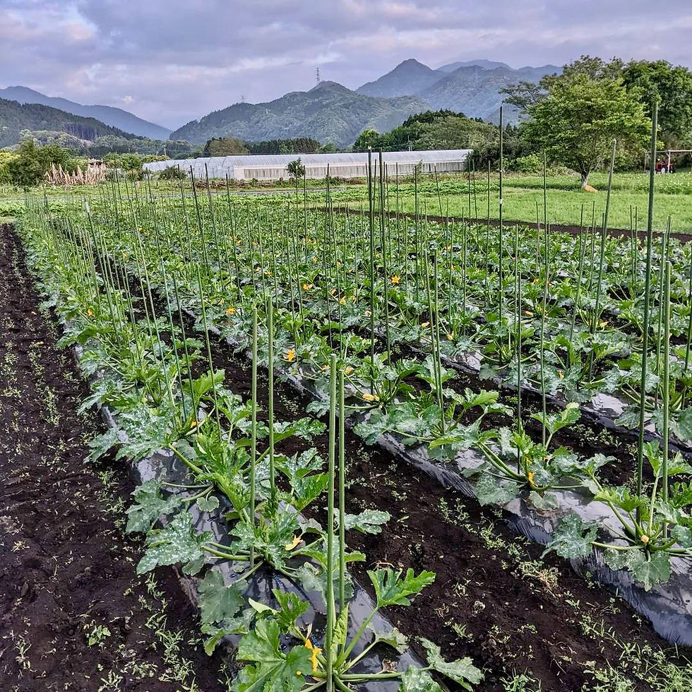 サムネイル： 天然酵母ピザ　ズッキーニ　有機野菜