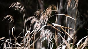 Reeds and Forest Edge - Pambula Reserve