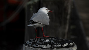 Seagull, Eden Pier.