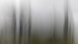 Bega Poplars (1)