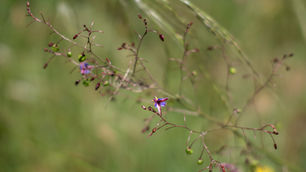 Colours in grass field
