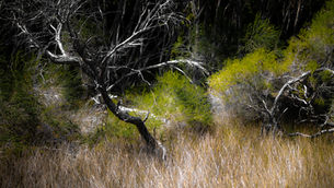 Water's Edge Sedges