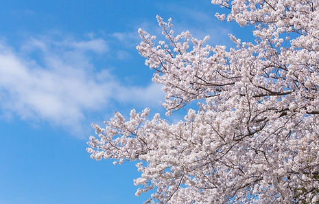桜フリー画像.jpg