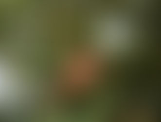 Orchards for Schools