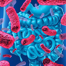 nutricion-microbiota-intestinal.jpg