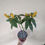 Miniatura: Camarão amarelo 