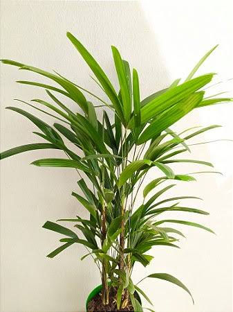 Palmeira Raphia 