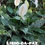 Miniatura: LÍRIO DA PAZ VARIEGATA 