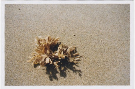 Scan 1.jpeg