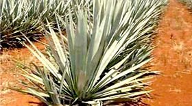 How Agave Syrup is Made | retail-website