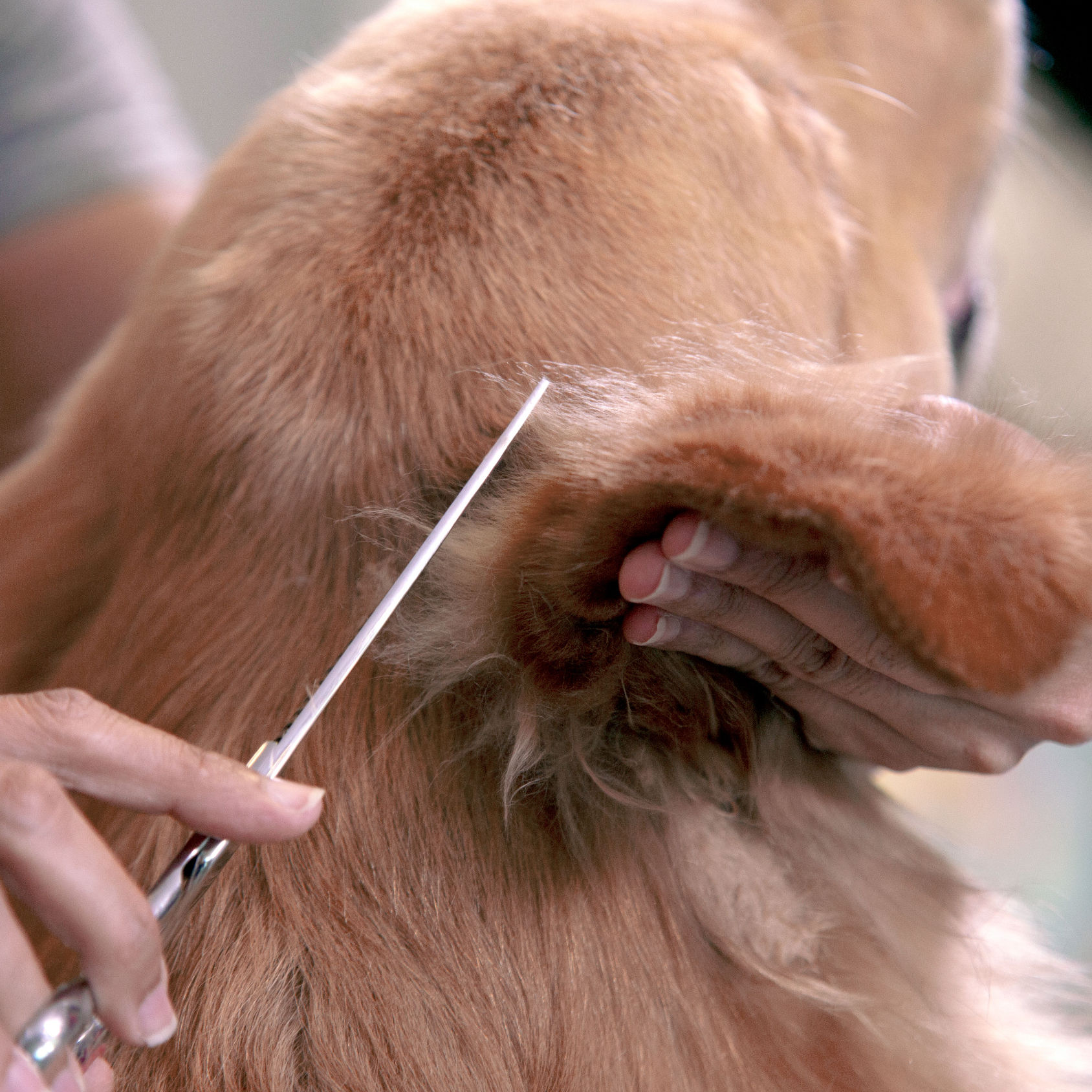 Dog Grooming Scissors