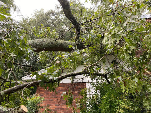 Tree Removal | L & T Tree Service