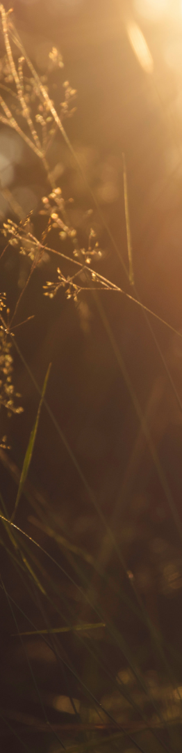 Acasă ❤️ Program terapeutic pentru relația cu sine