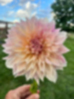 U Pick Flowers (1)
