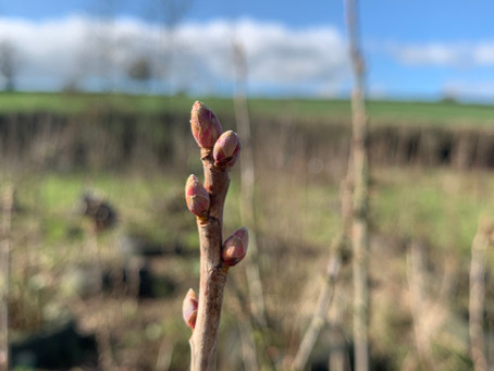 Inspection completed......awaiting report....spring is here!