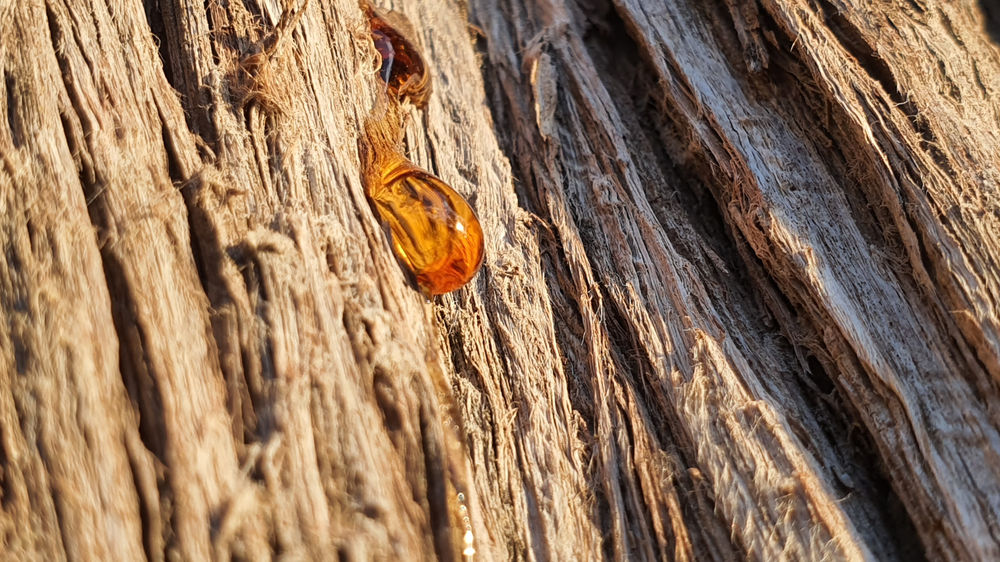 Types of Wax Rise & Shine... naturally