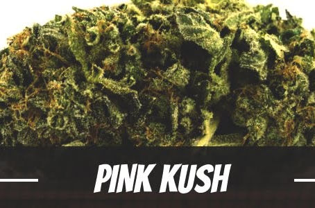 Pink Kush Strain