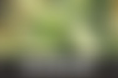 NL5 Haze Mist Strain