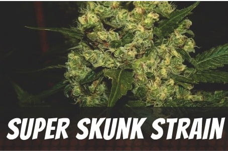 Super Skunk Strain
