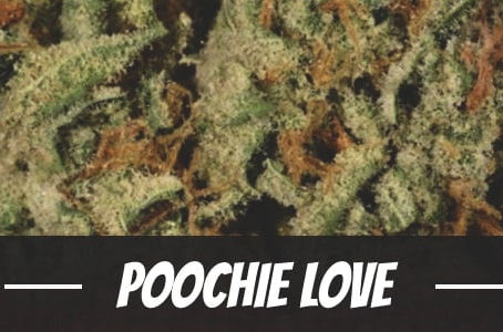 Poochie Love Strain