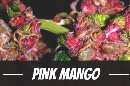 Pink Mango Strain