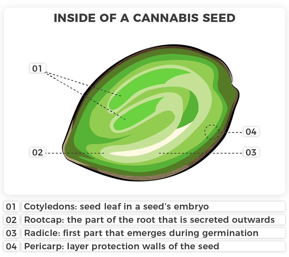 Anatomy of a cannabis seed