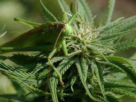Crickets and grasshopper on marijuana plants