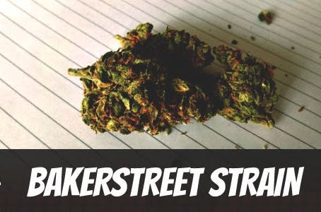 Bakerstreet Strain