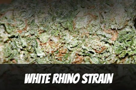 White Rhino strain