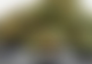 Layer Cake cannabis strain