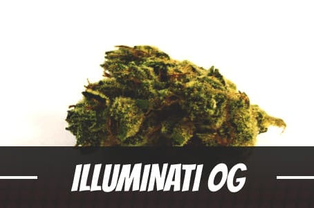 Illuminati OG Strain