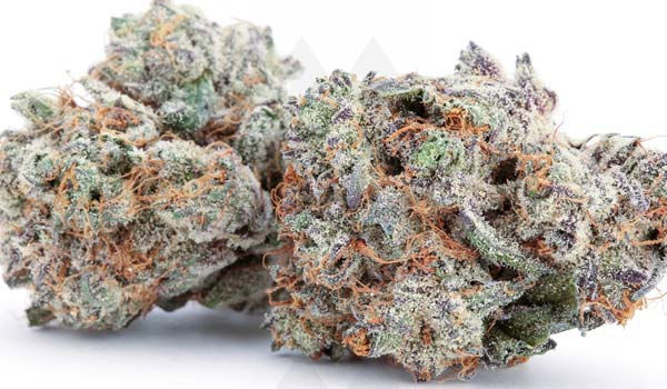 Pink Champagne Strain Medical