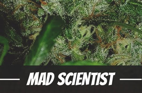 Mad Scientist Strain