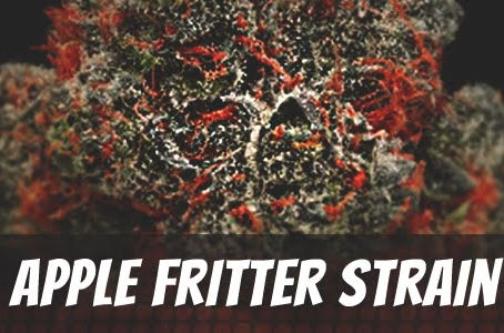 Apple Fritter Strain
