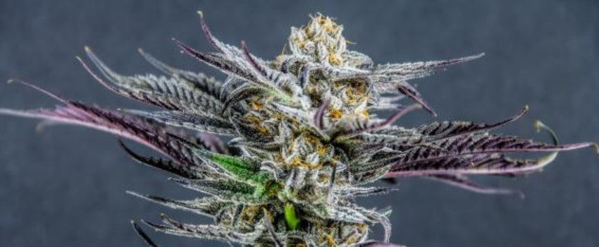 Ken’s Kush Adverse Reaction