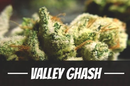 Valley Ghash Strain