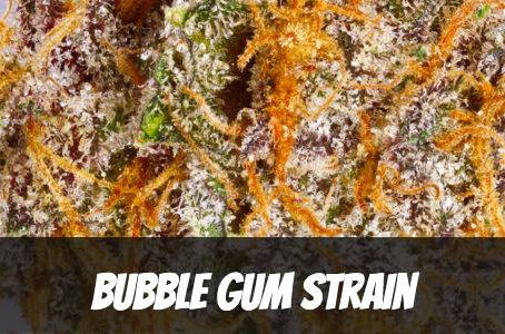 Bubble Gum Strain