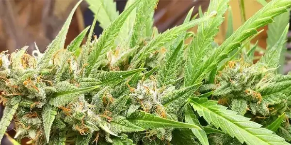 Foxtail cannabis
