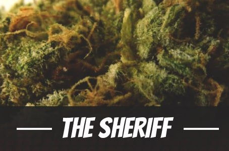 The Sheriff Strain