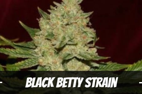 Black Betty Strain