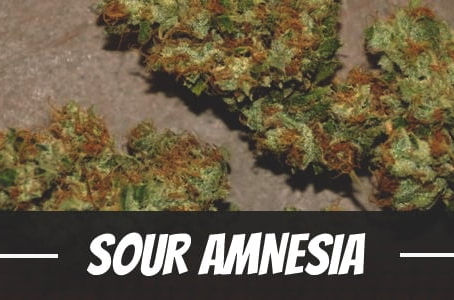 Sour Amnesia Strain
