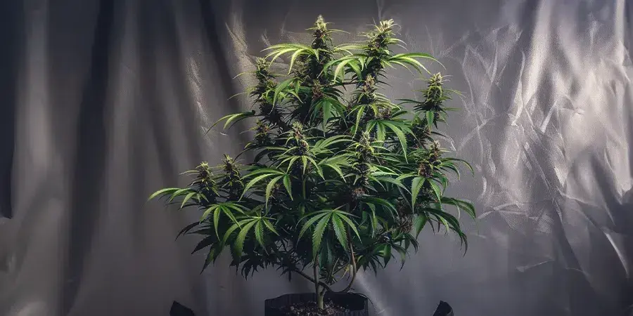 Illustration of LST techniques on autoflower cannabis varieties.