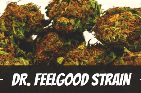 Dr. Feelgood Strain