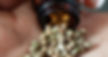 feminized weedseeds